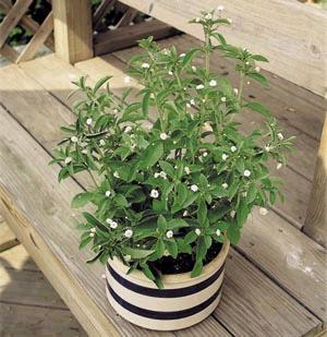 A stevia növény